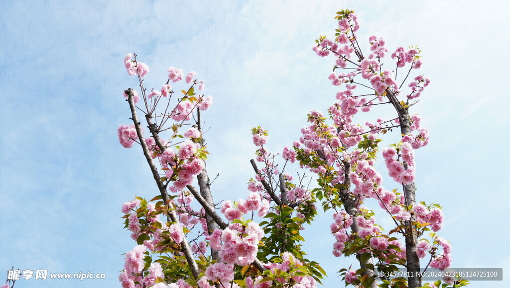 樱花