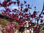 杜鹃花