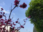 杜鹃花  