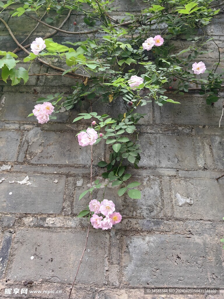 蔷薇