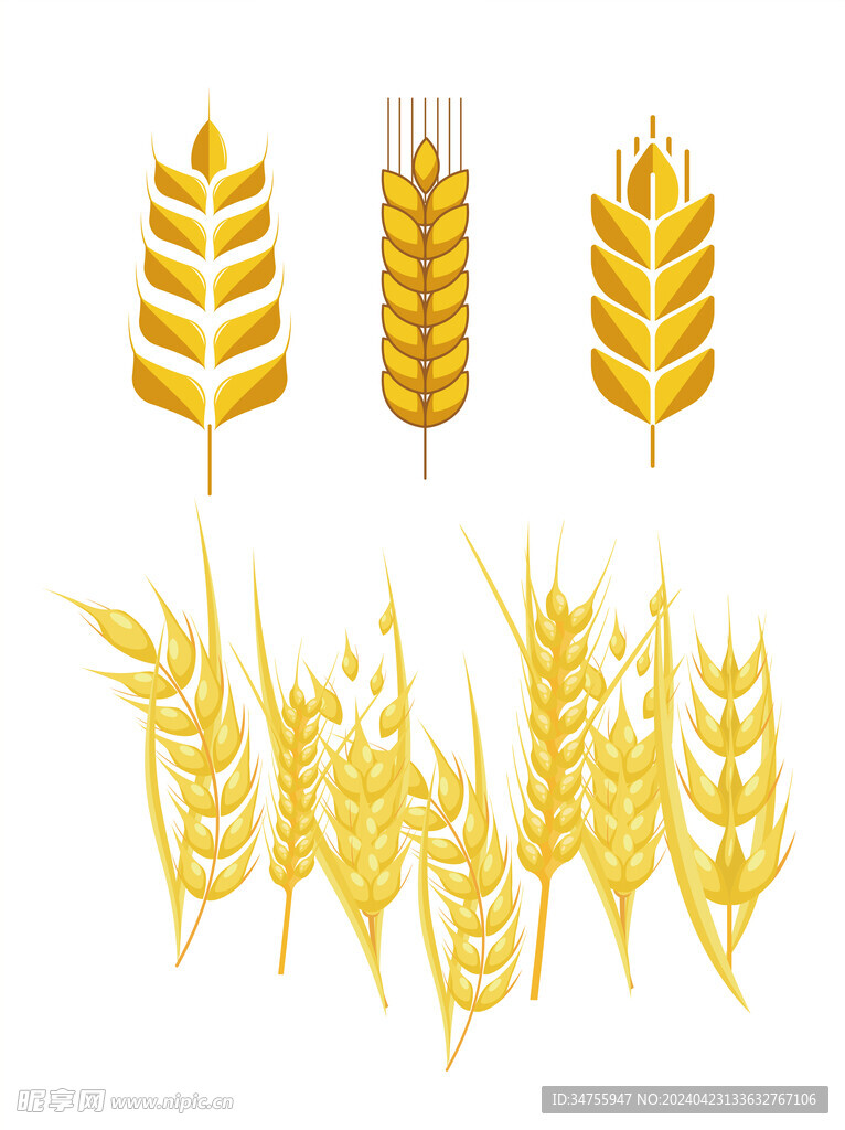 麦子麦芽麦穗小麦矢量图
