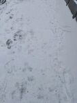 雪地