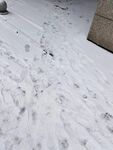 雪地