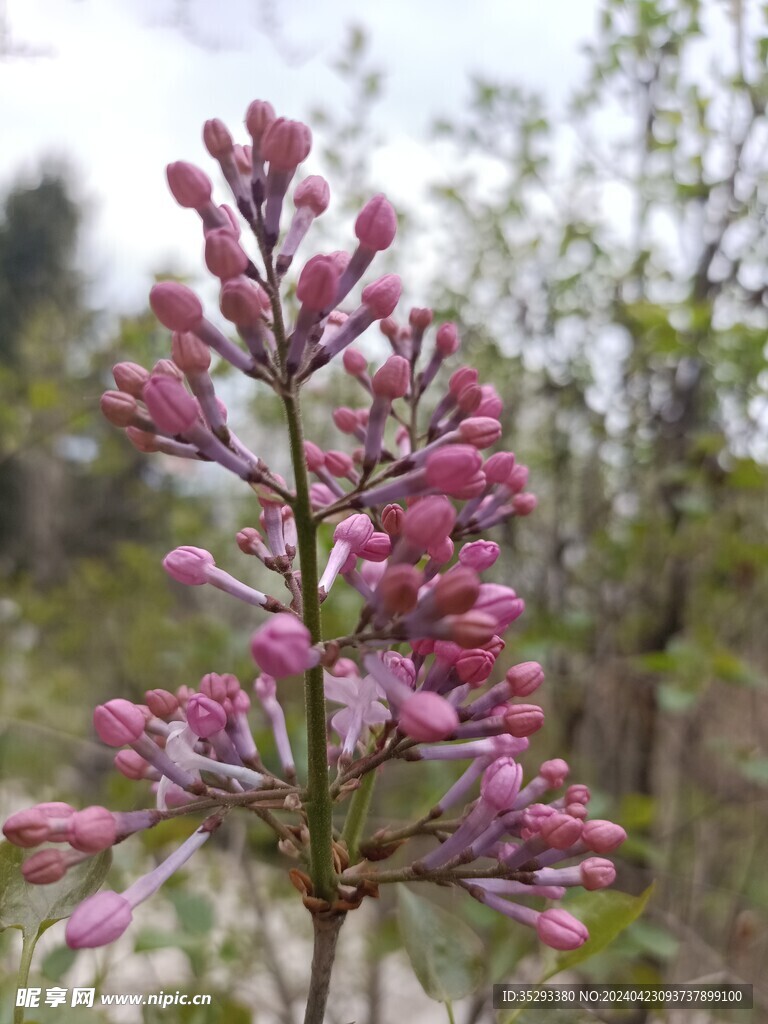 丁香花