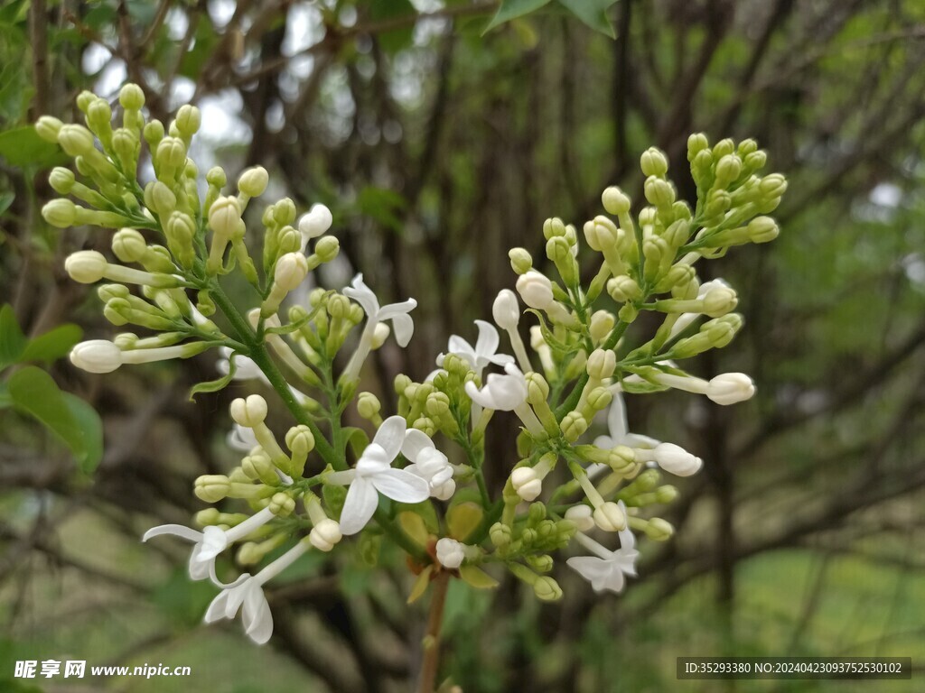 白色丁香花