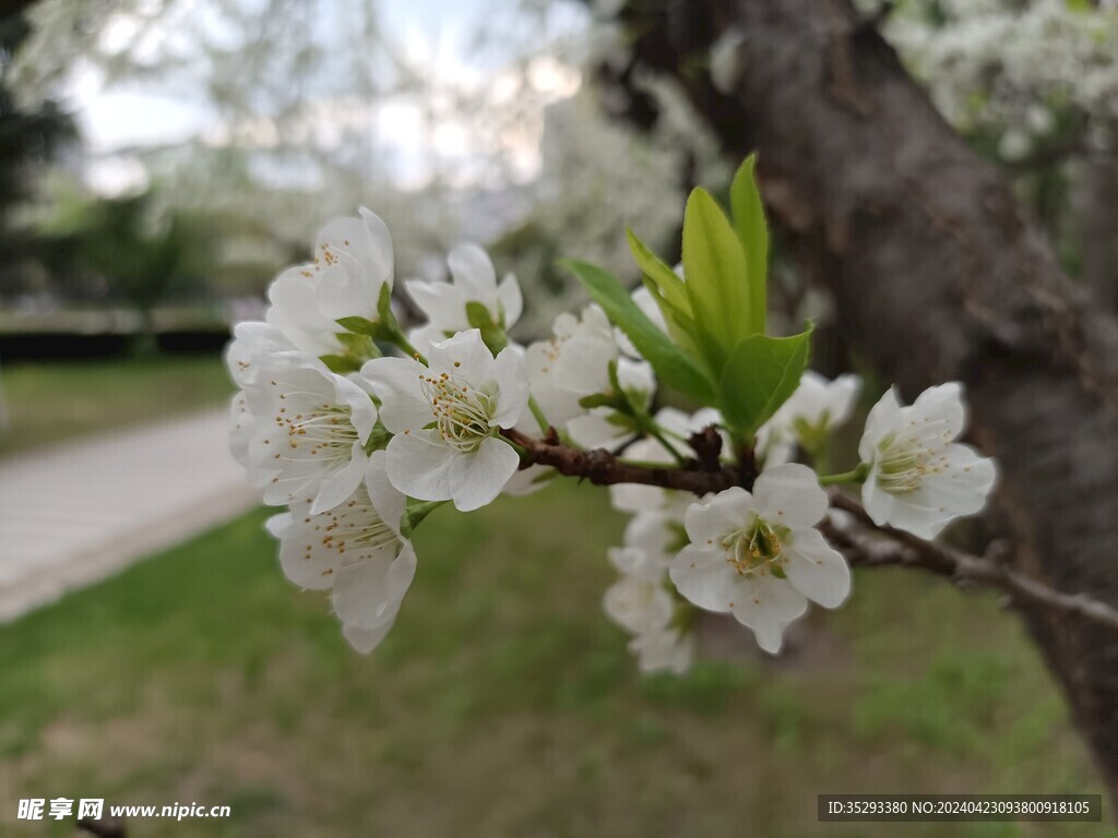 东北李子树花