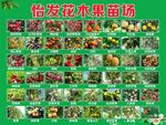 花木果苗