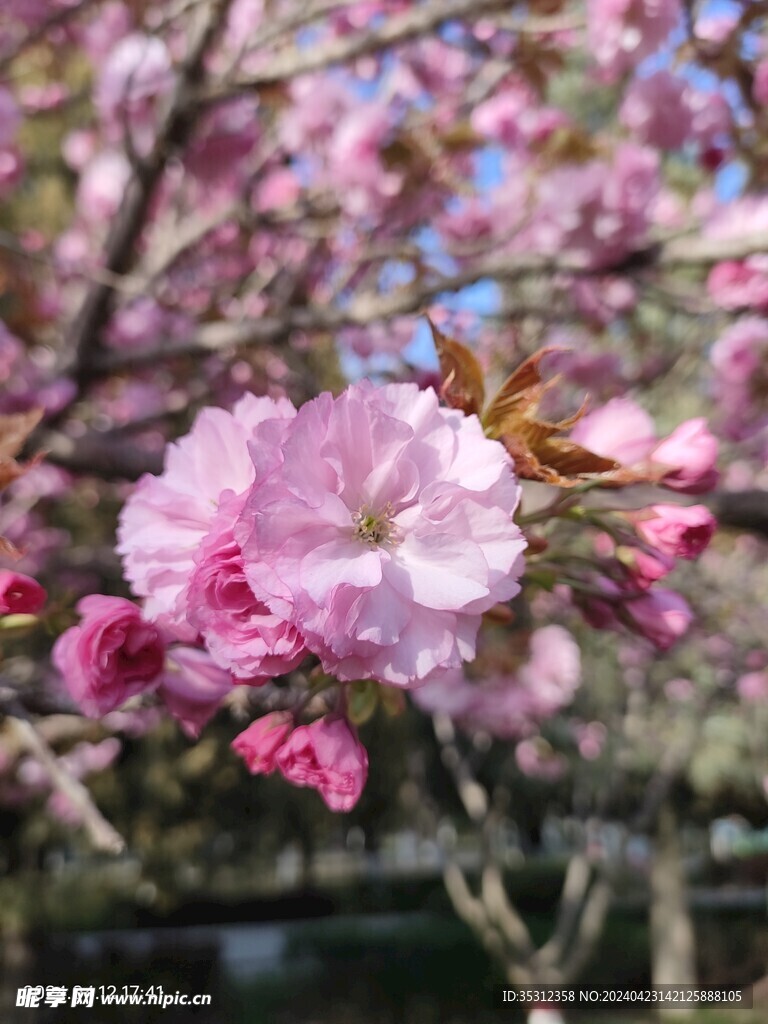 鲜花盛开