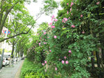 蔷薇