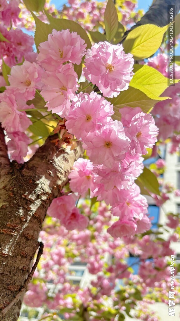 樱花