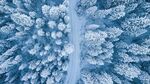 雪松图片