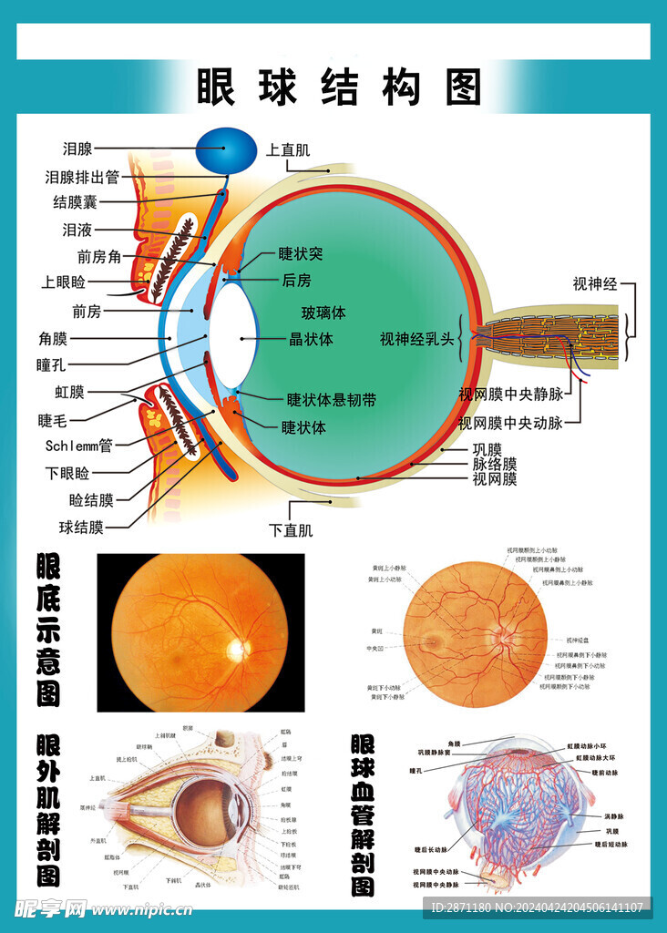 眼睛 眼球 结构示意图