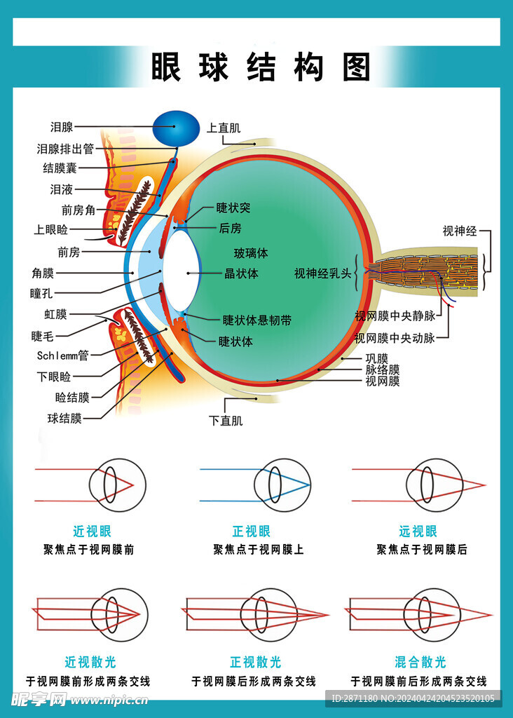 眼球结构示意图