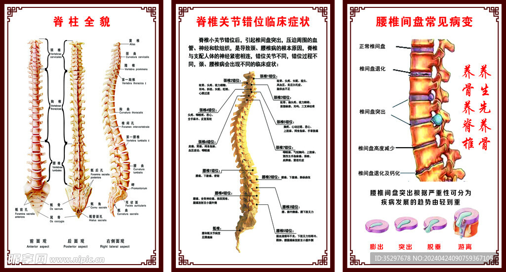 脊柱全貌