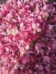 蟠桃花