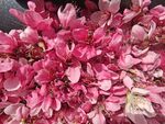 蟠桃花