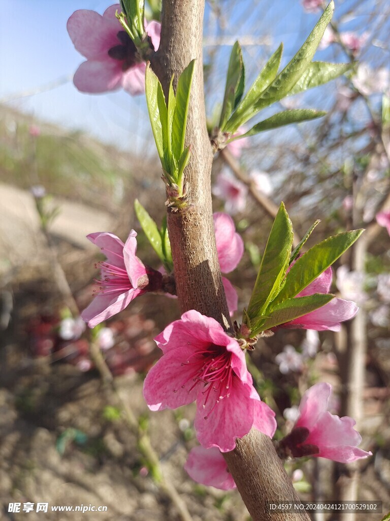 蟠桃花