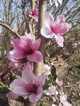 蟠桃花