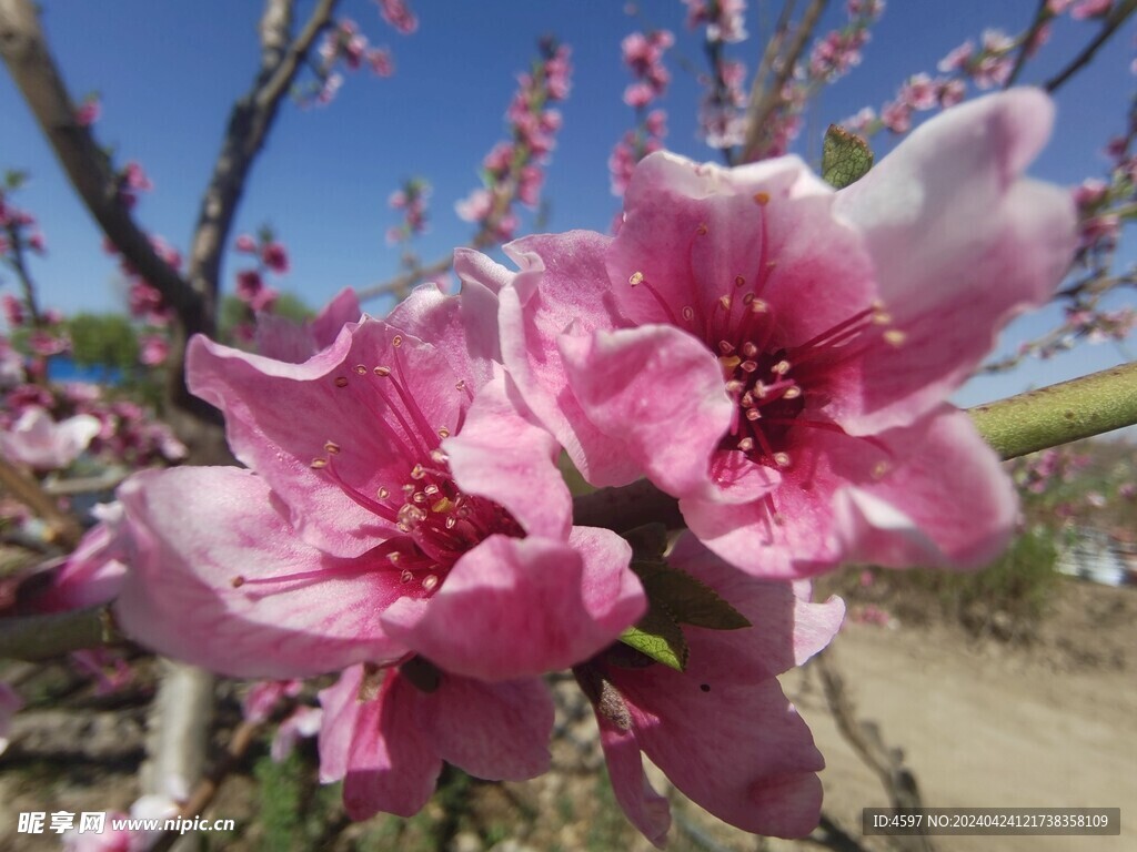 蟠桃花