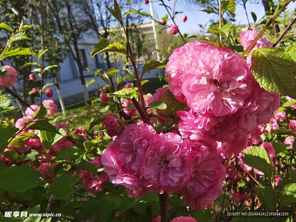 粉色的花