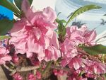 蟠桃花