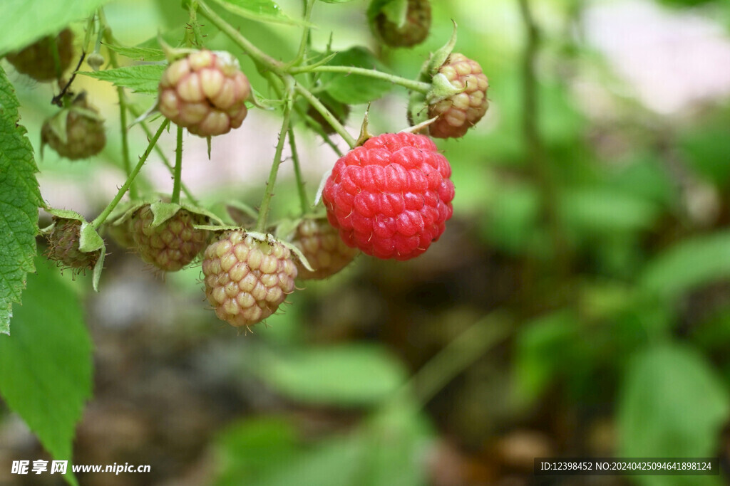 树莓