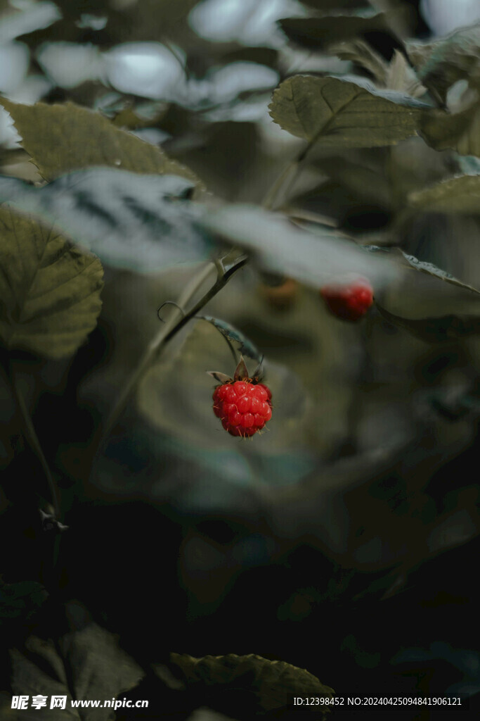 覆盆子树莓