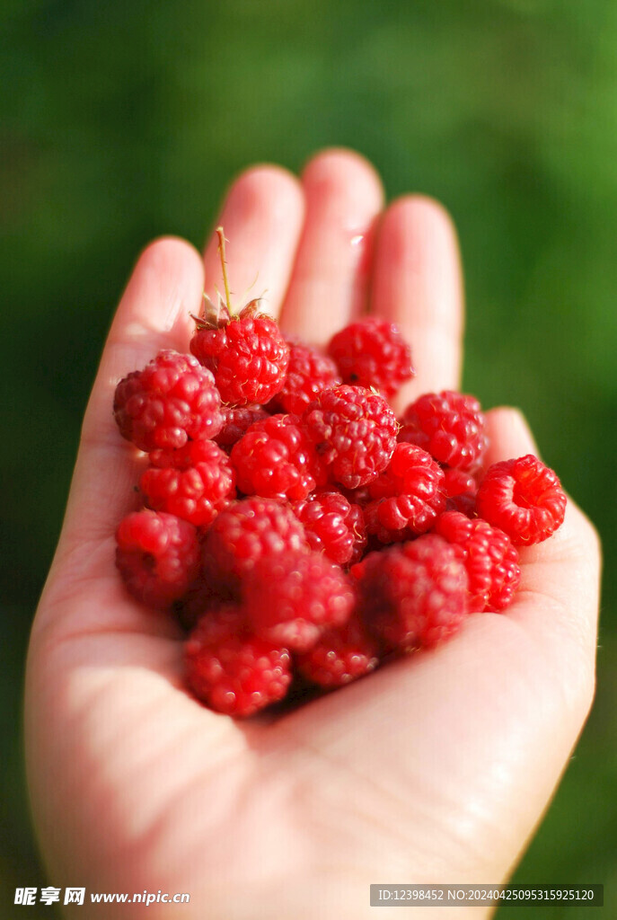 树莓