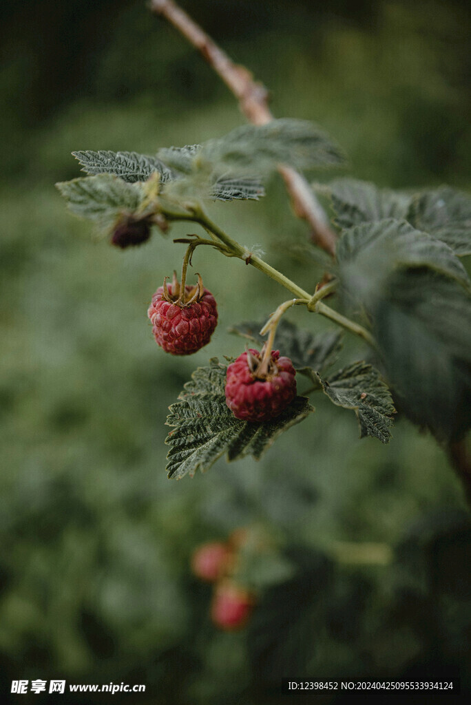 树莓