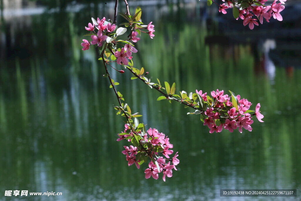 海棠花  