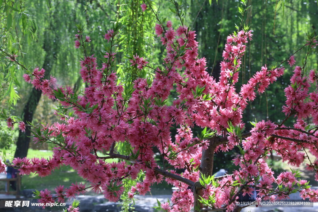 菊花桃