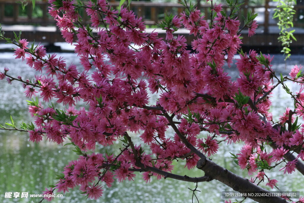 菊花桃 