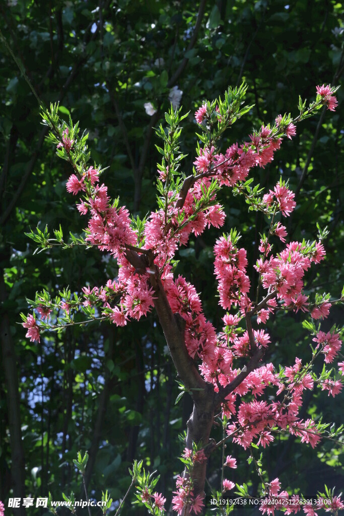 菊花桃