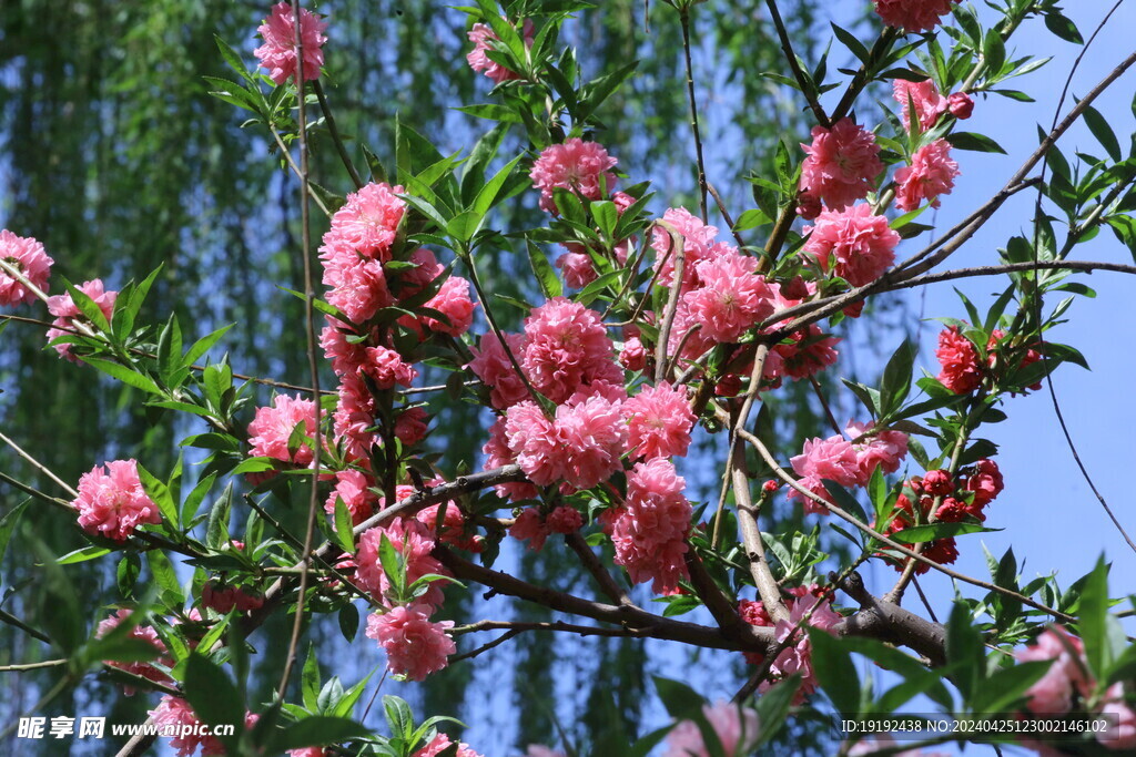 碧桃花