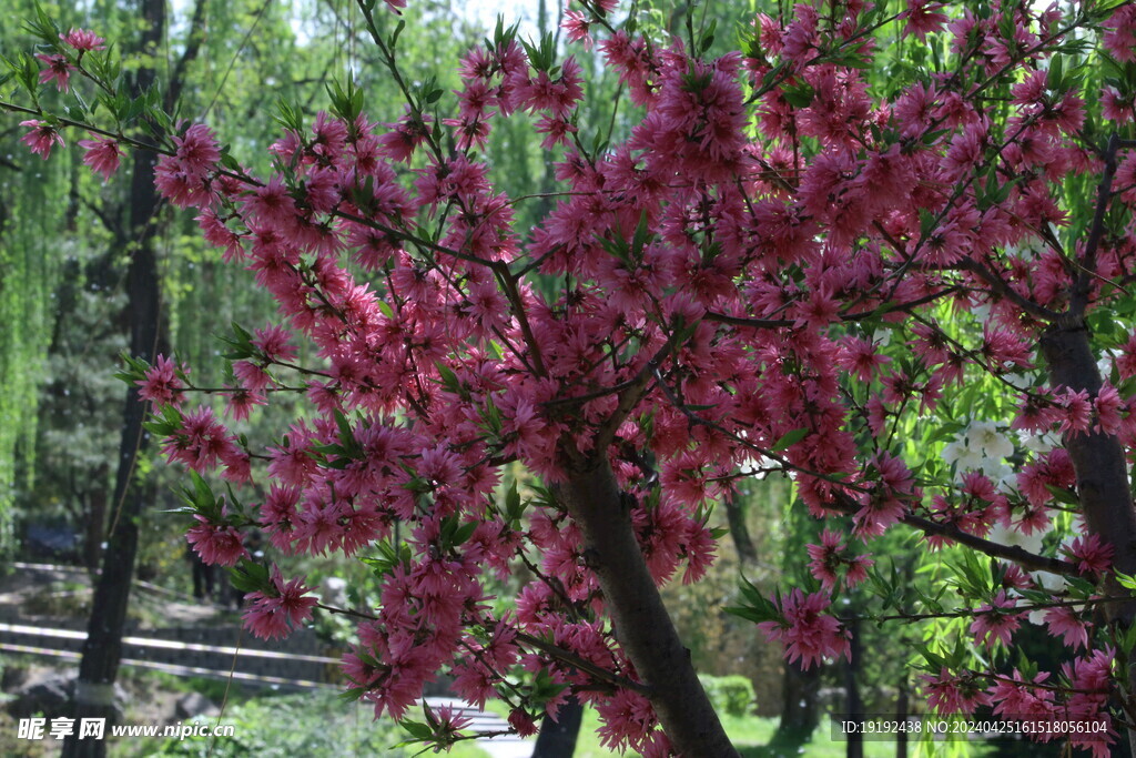 菊花桃  