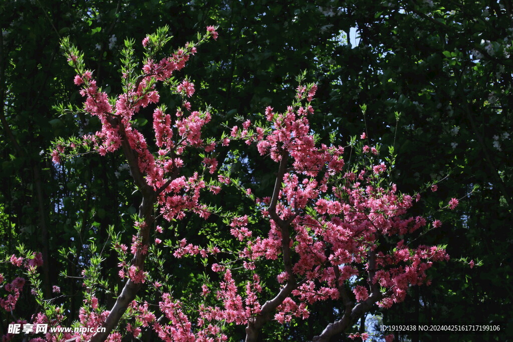 菊花桃 