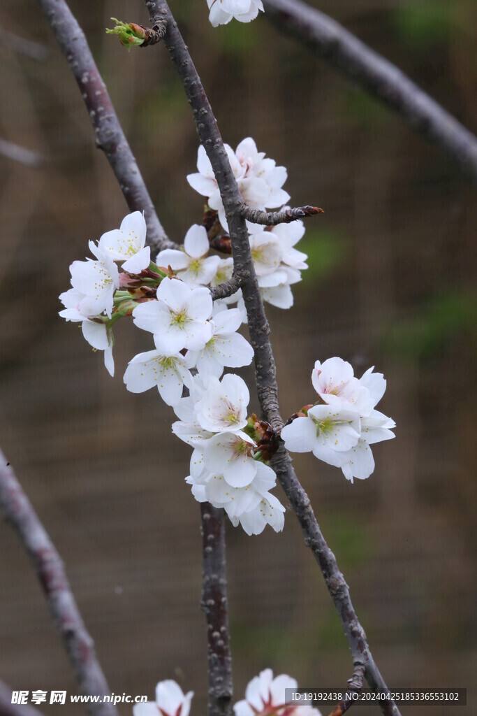 樱花  