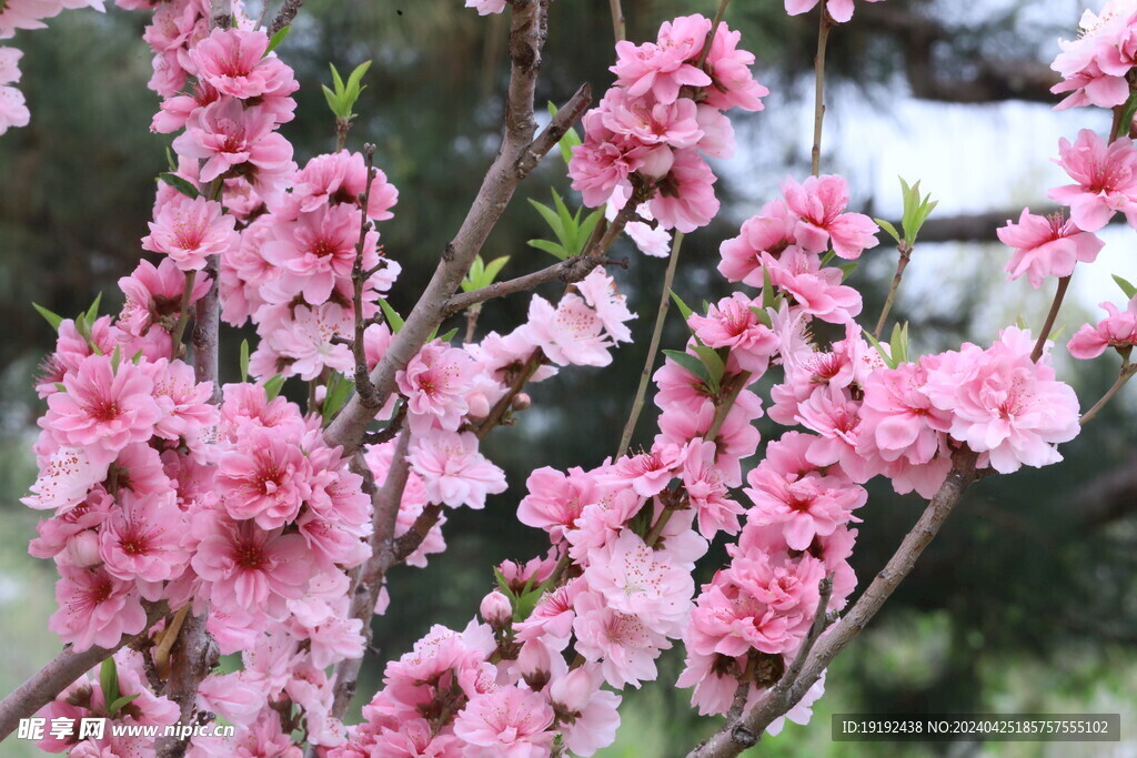 桃花 