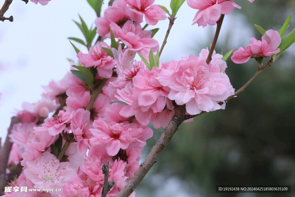 桃花