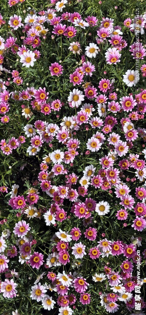 小雏菊