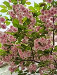 樱花树