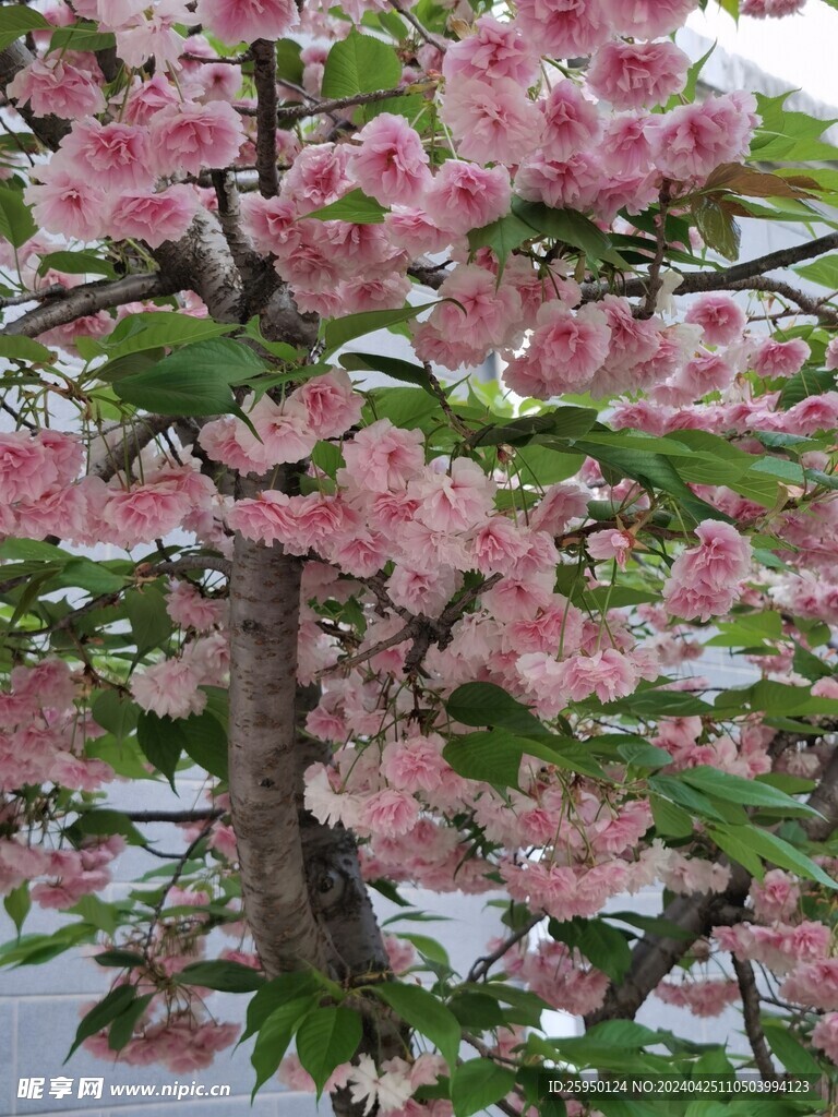 樱花树