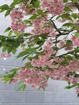 樱花树