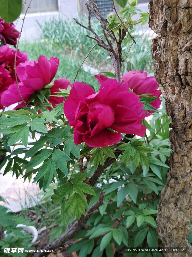 红牡丹