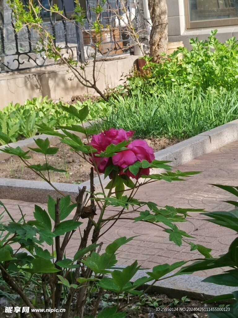 红牡丹