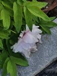 牡丹花