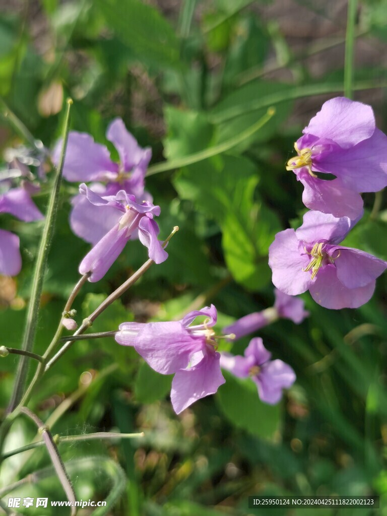 诸葛菜