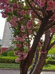樱花树