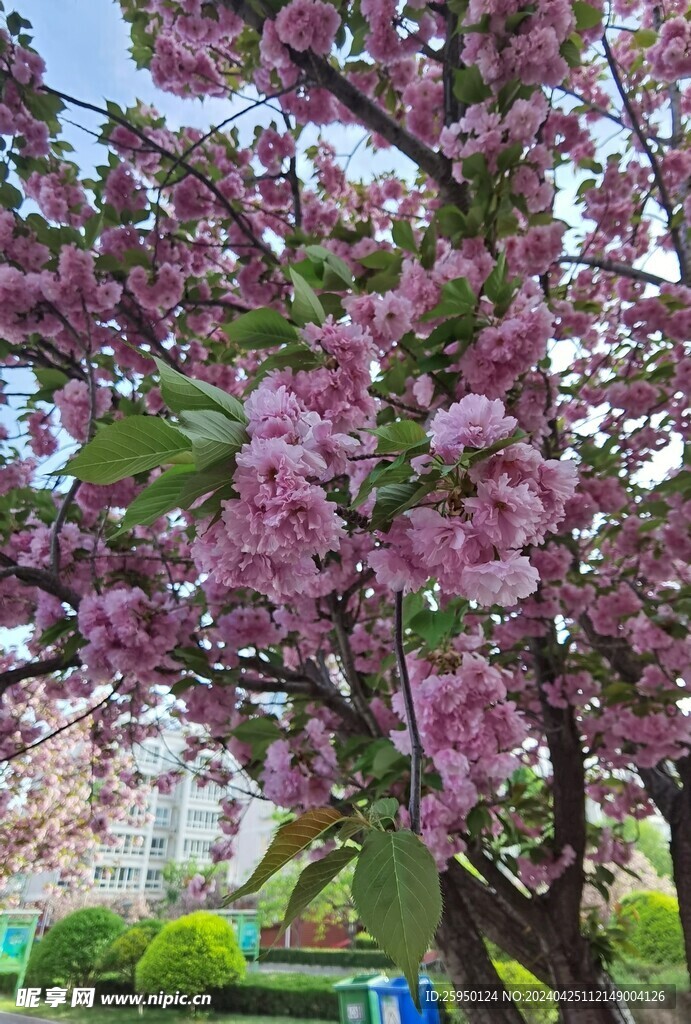 樱花树