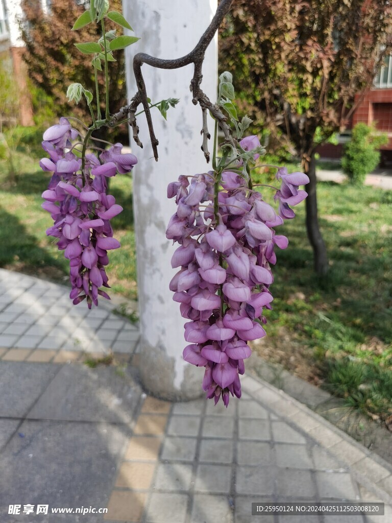紫藤花